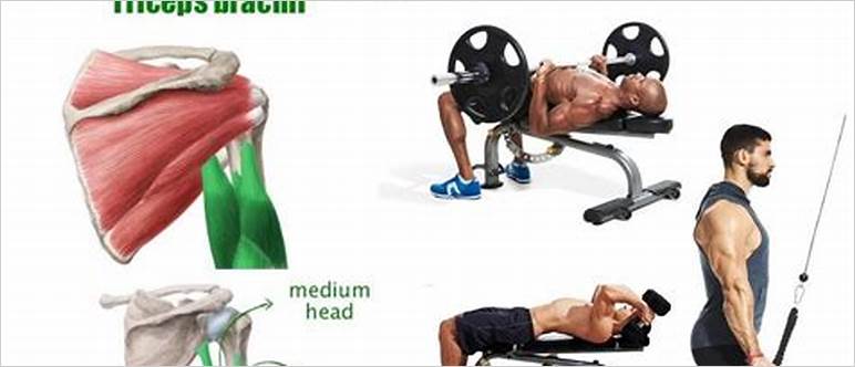 Lateral head workouts